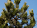 Pinus nigra Goldfingers IMG_3877 Sosna czarna